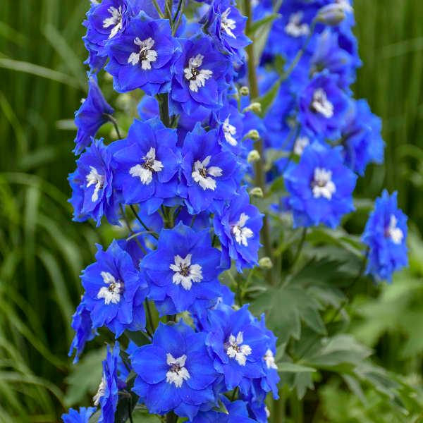 Delphnium 'Colbolt Dreams' - Larkspur from Scotts Garden Centre