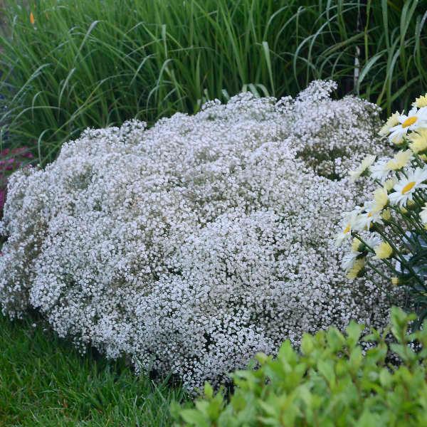 Gypsophila Summer Sparkle - Babies Breath from Scotts Garden Centre