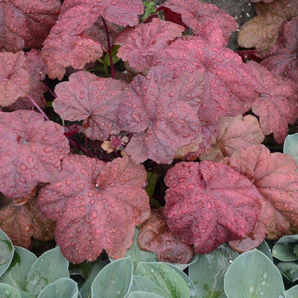 Heuchera Lava Lamp - Coral bells from Scotts Garden Centre