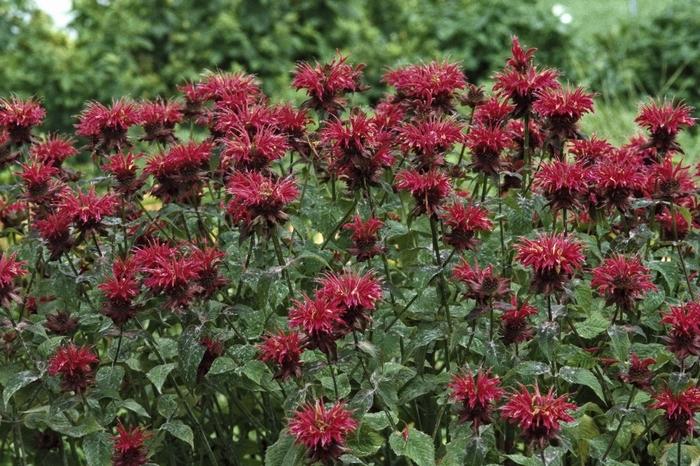 Monarda 'Raspberry Wine' Bee Balm from Scotts Garden Centre