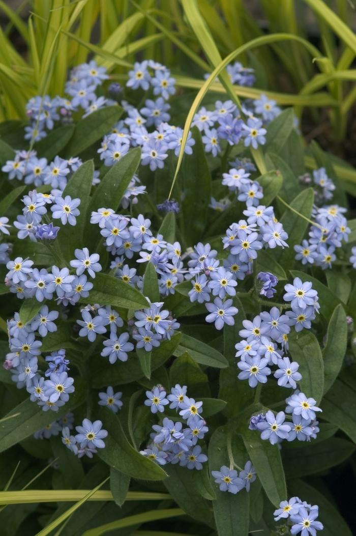 Myosotis Sylvatica Royal Blue Compact Forget Me Not From Scotts