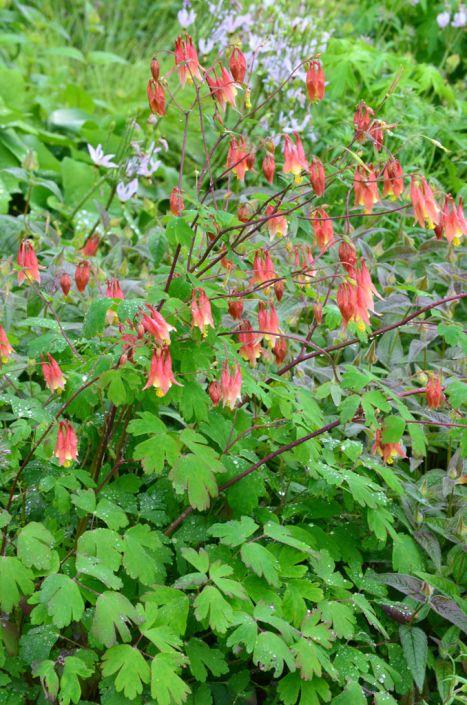 Aquilegia Canadensis Native