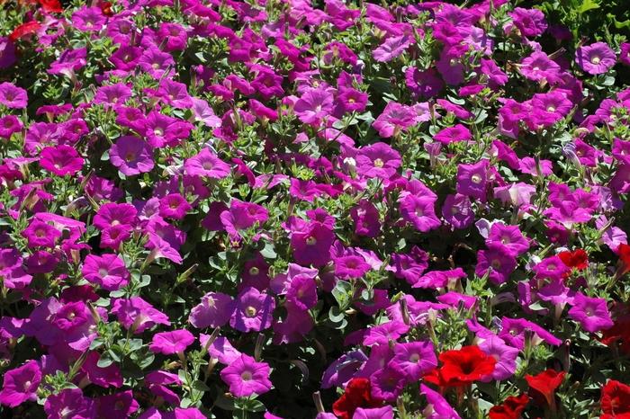 Petunia 'Avalanche Lavender' Petunia from Scotts Garden Centre