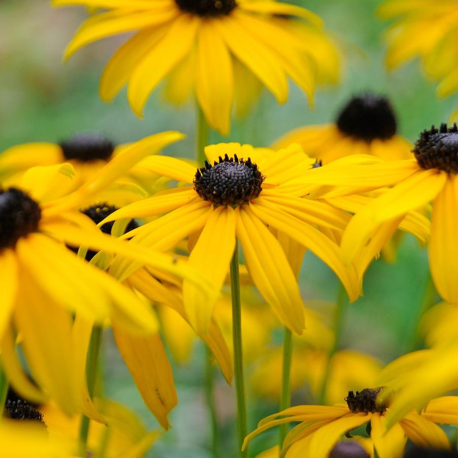 Rudbeckia Fulgida 'Goldsturm' - Black Eyed Susan from Scotts Garden Centre