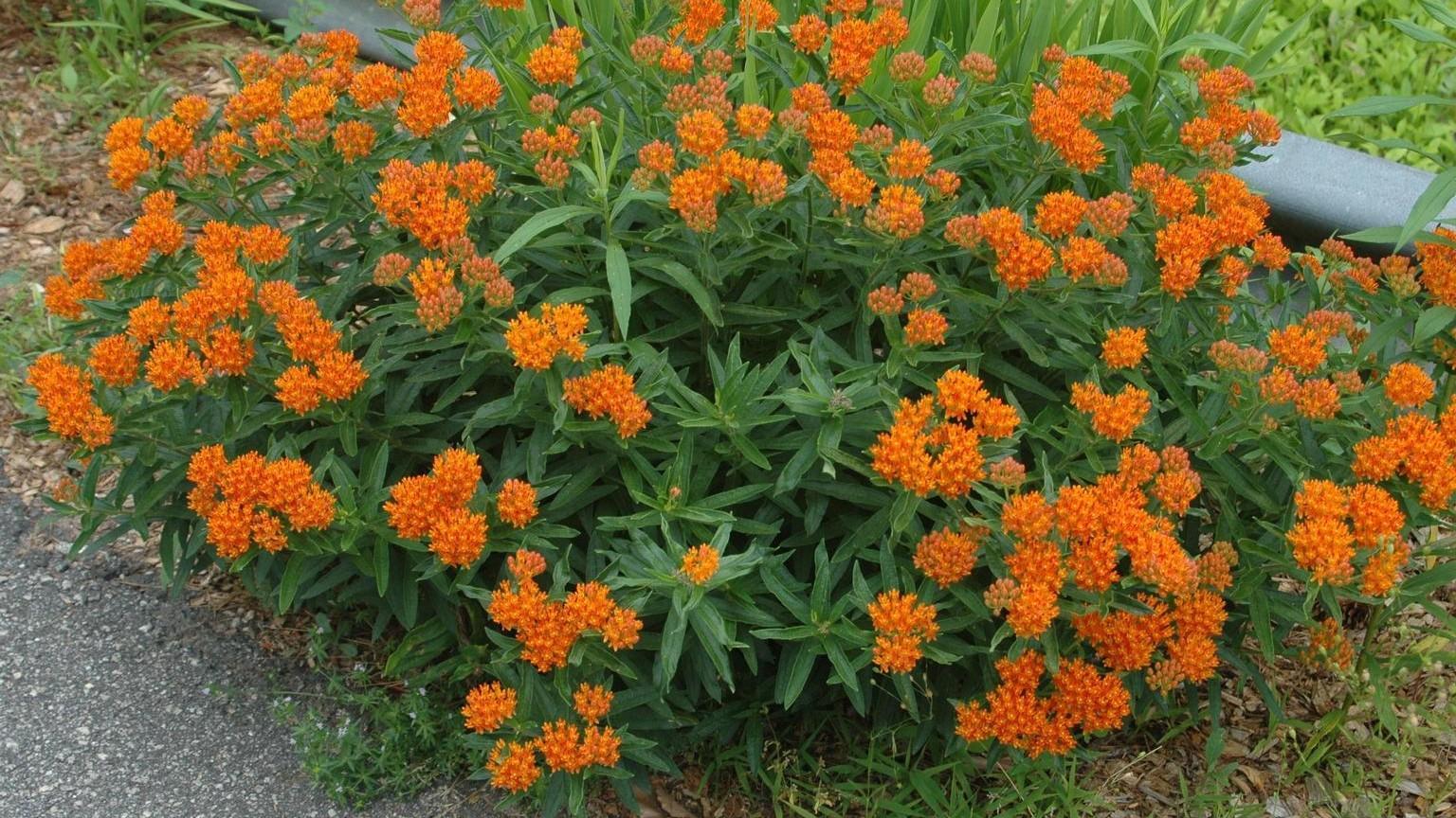 Asclepias Tuberosa 