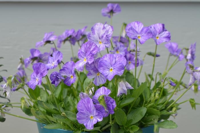 Viola 'Columbine' Pansy from Scotts Garden Centre