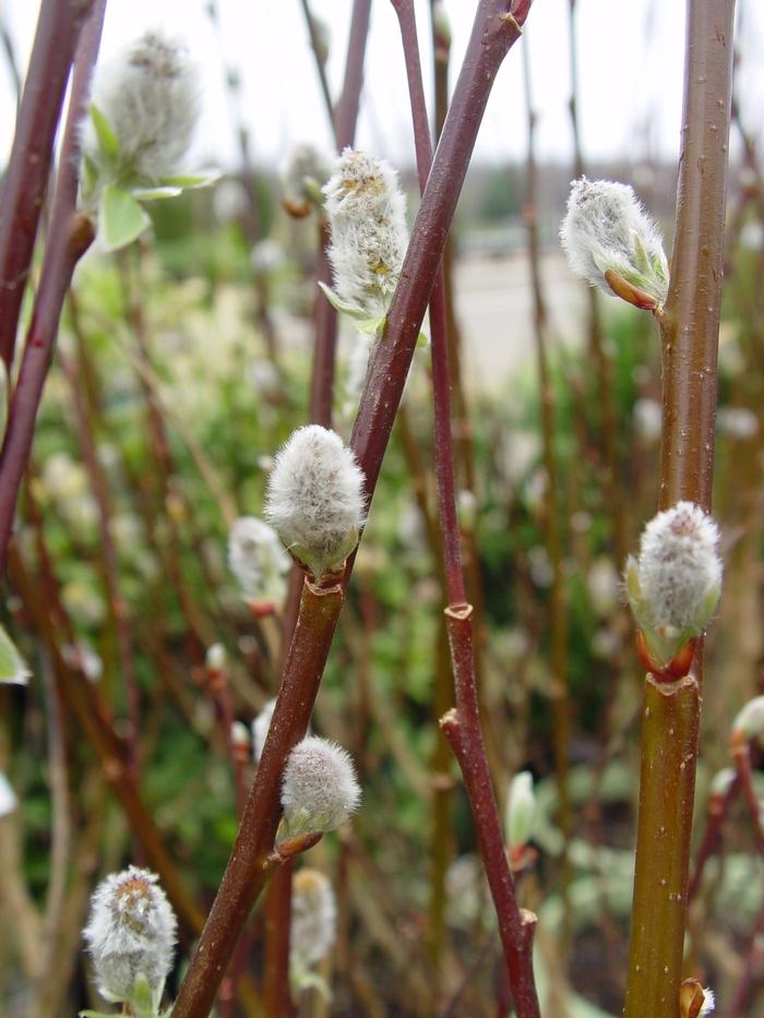 Salix Discolor Pussy Willow From Scotts Garden Centre