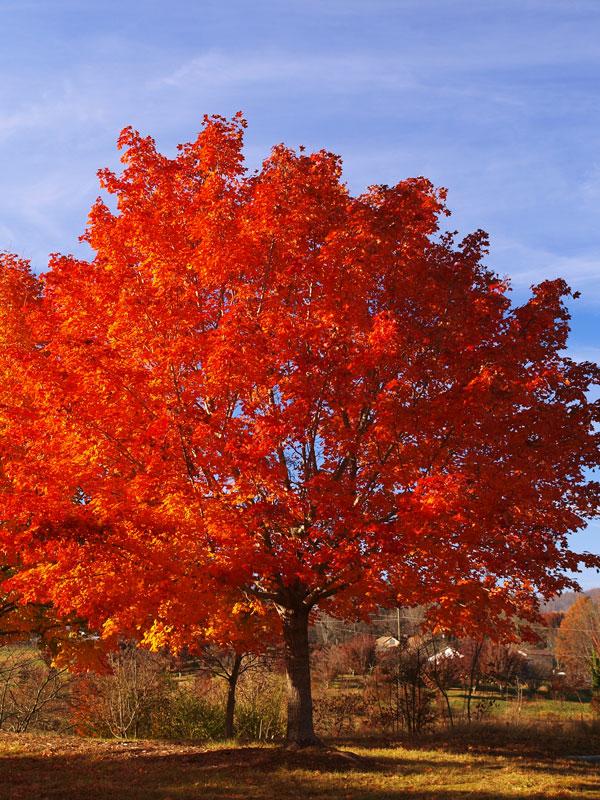 Acer Rubrum 'Franksred' Red Sunset Maple from Scotts Garden Centre