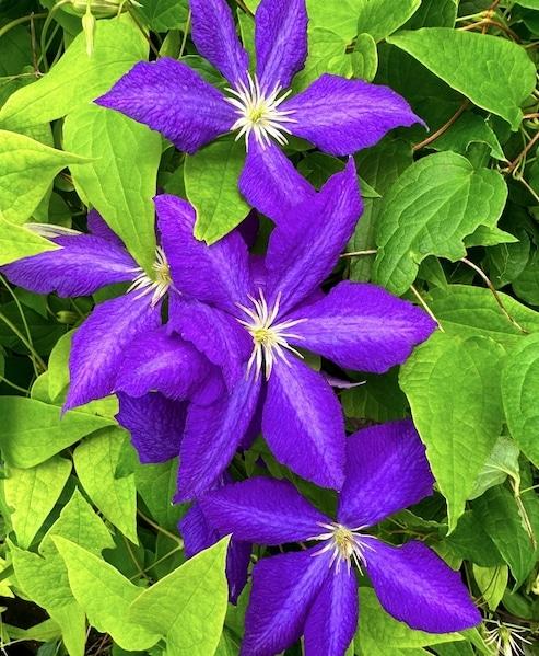 Clematis Jackmanii