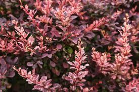 Berberis Thunbergii 'Rose Glow' - Japanese Barberry from Scotts Garden Centre