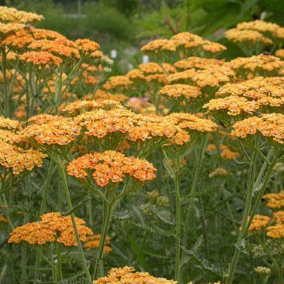 Achillea Millefolium 