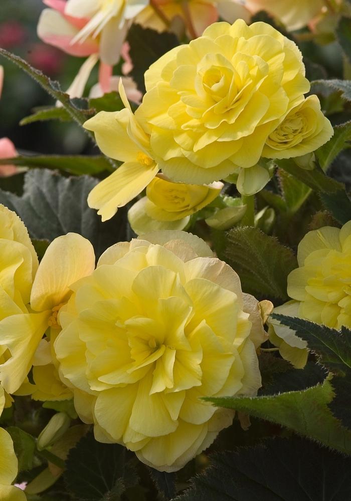 Begonia tuberosa 'Go Go™ Yellow' Tuberous Begonia from Scotts Garden Centre