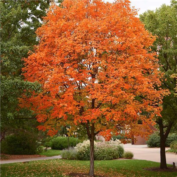 Acer saccharum - Sugar Maple from Scotts Garden Centre