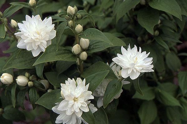 Philadelphus X Minature Snowflake