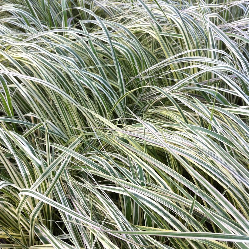 Calamagrostis acutiflora Overdam