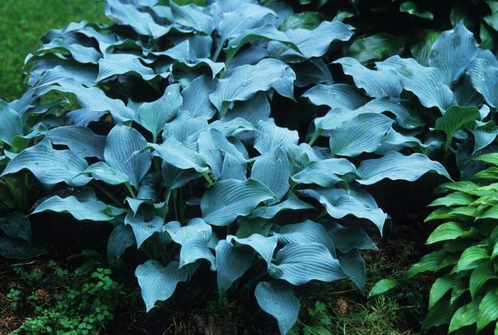 Hosta ‘Blue Wedgewood’ Hosta from Scotts Garden Centre