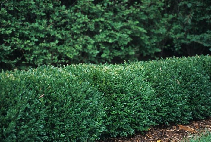 Buxus X Green Gem Green Gem Boxwood From Scotts Garden Centre 4451