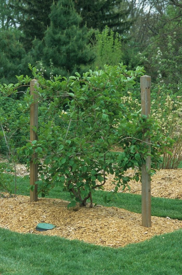 Actinidia Arguta 'Issai' Issai Hardy Kiwi From Scotts Garden Centre