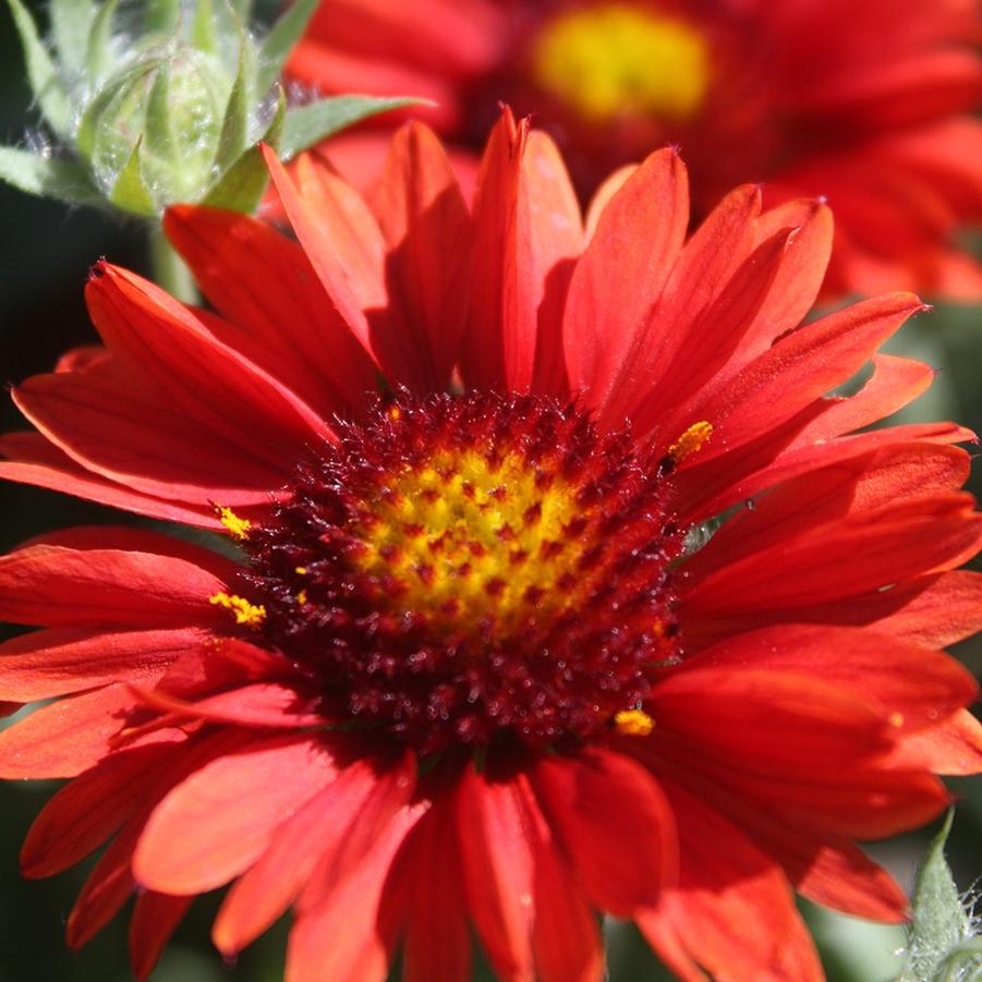 Gaillardia x grandiflora 'Arizona Red Shades' - Blanket Flower from Scotts Garden Centre