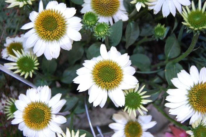 Echinacea Purperea Pow Wow White