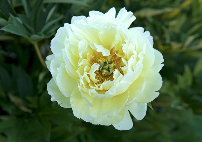 Paeonia 'Bartzella' Itoh Peony From Scotts Garden Centre