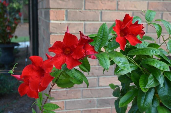 Mandevilla Pretty Crimson