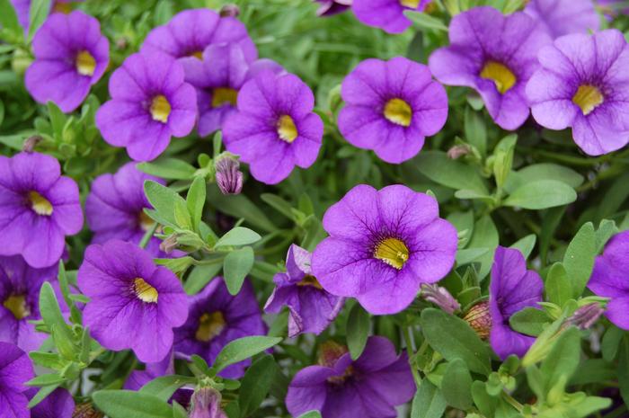 Calibrachoa 'Compact Blue' Million Bells from Scotts Garden Centre