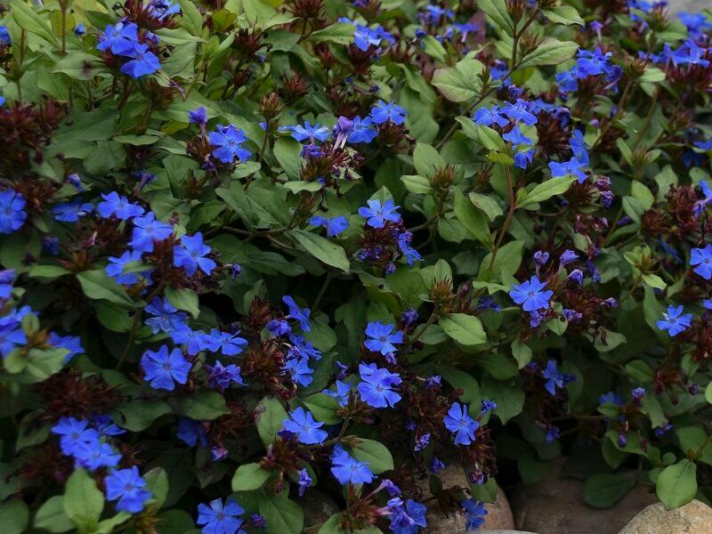 Ceratosigma Plumbaginoides - Leadwort from Scotts Garden Centre