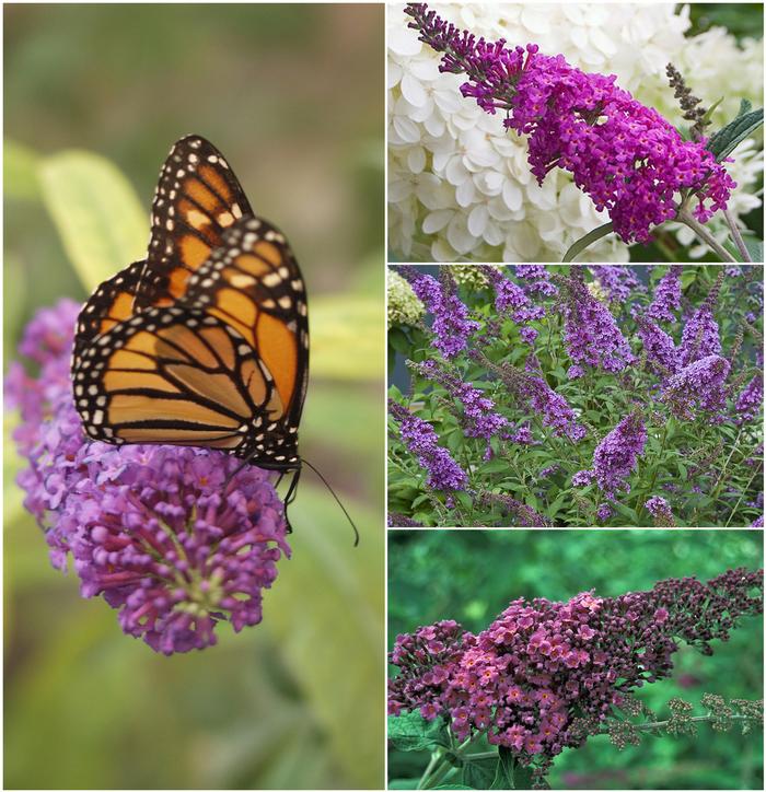 Buddleia Assorted