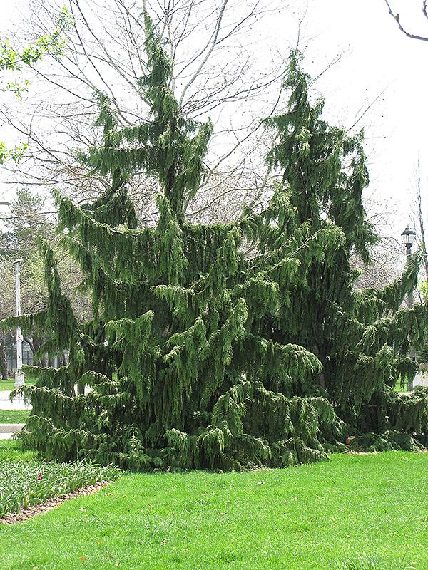 Chamaecyparis nootkatensis Pendula