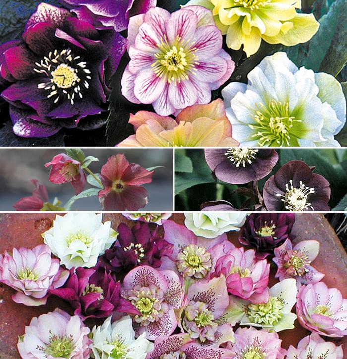 Helleborus Multiple Varieties