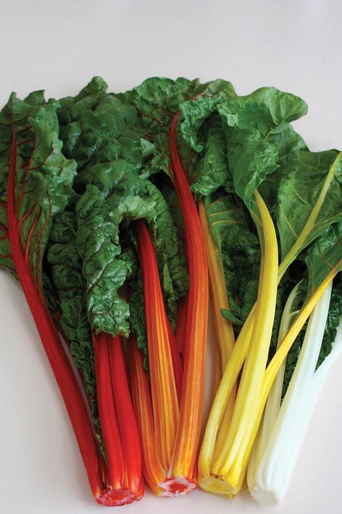 Swiss Chard 