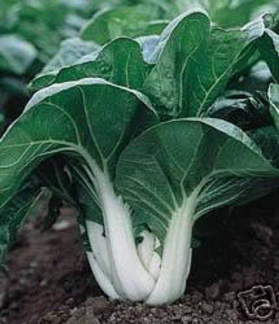 Bok Choy 