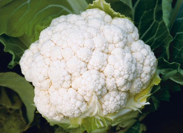 Cauliflower 