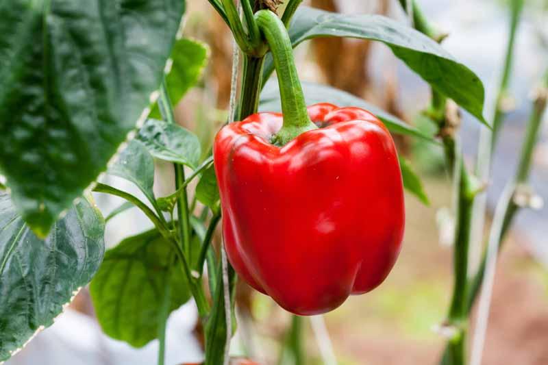 Sweet Red Bell Pepper 