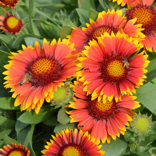 Gaillardia Aristata 'Arizona Sun' - Blanket Flower from Scotts Garden Centre