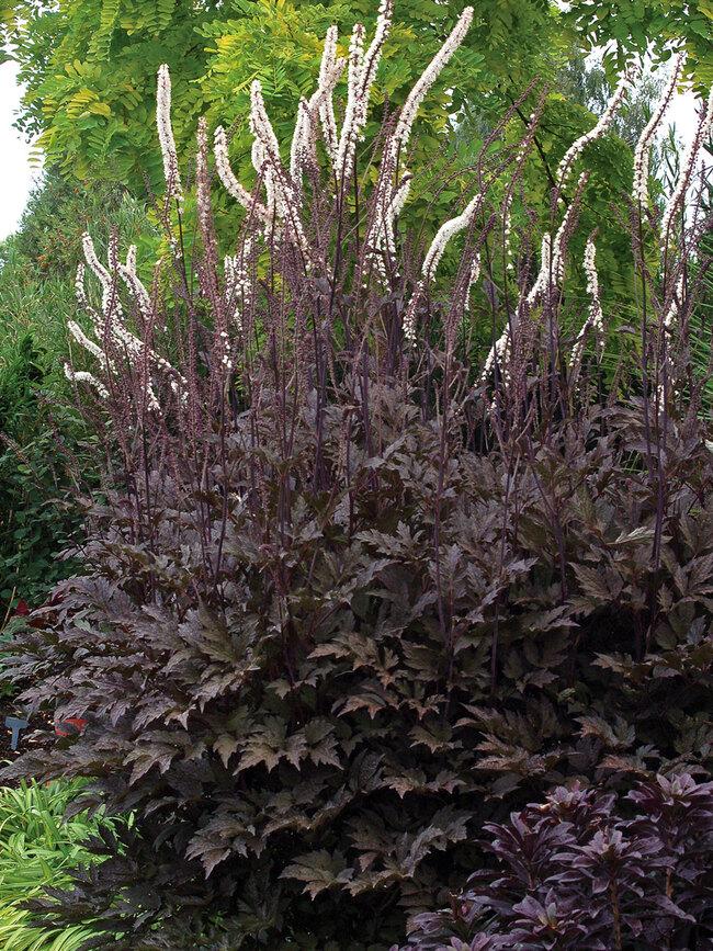 Actaea Simplex Black Bugbane