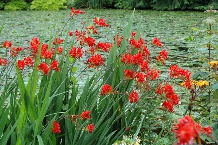 Crocosmia x Lucifer 