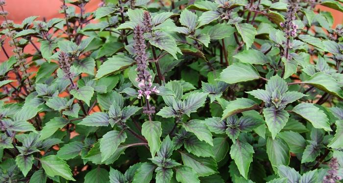 Ocimum 'Wild Magic' Basil from Scotts Garden Centre