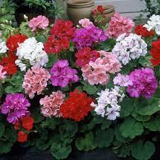 Pelargonium Zonale 