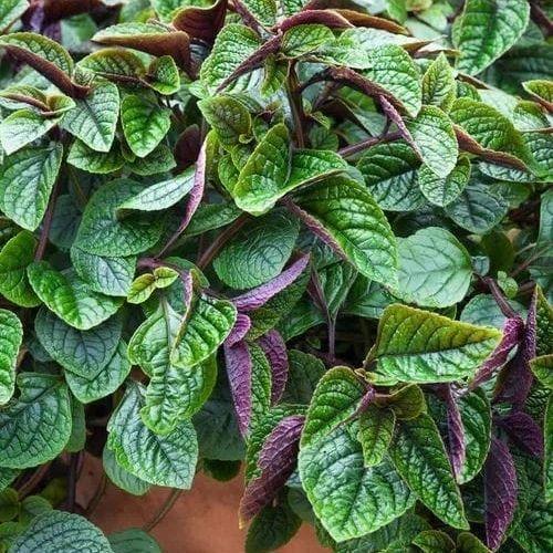 Plectranthus Verticillatus 