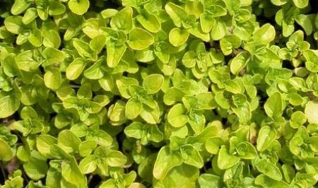 Origanum Vulgare 