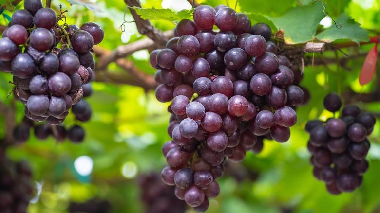 Grape - Collection Assorted from Scotts Garden Centre