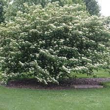 Cornus Alternifolia 