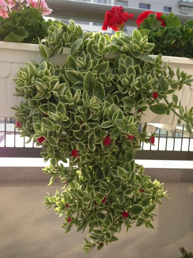 Dorotheanthus Varigated Ice Plant