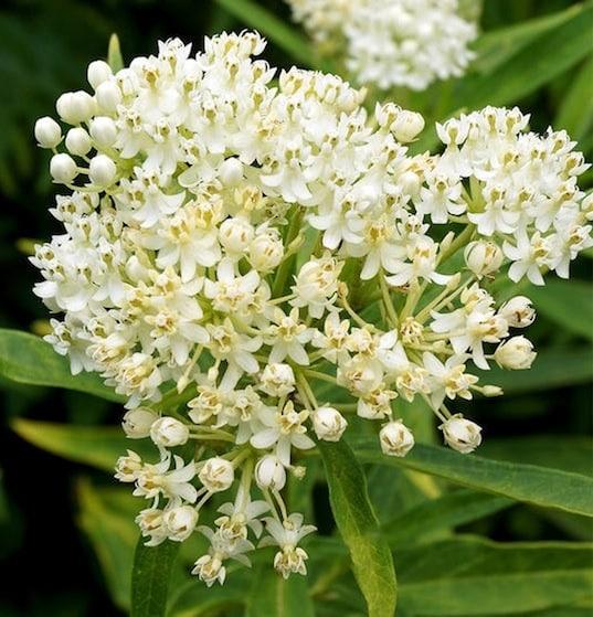 Ascelpias Incarnata 