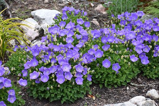 Campanula Carpatica 'Rapido Blue' - Bell Flower from Scotts Garden Centre