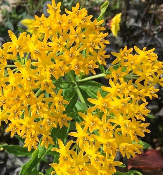 Asclepias Tuberosa 