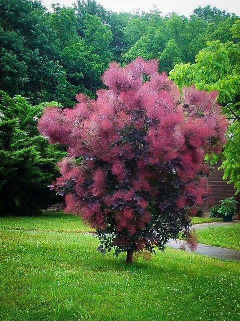 Cotinus Coggygria Royal Purple