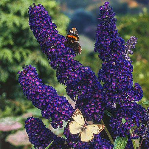 Buddleia Assorted